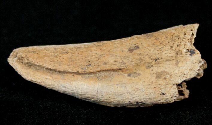 Partial Ornithomimus Foot Claw - Montana #14734